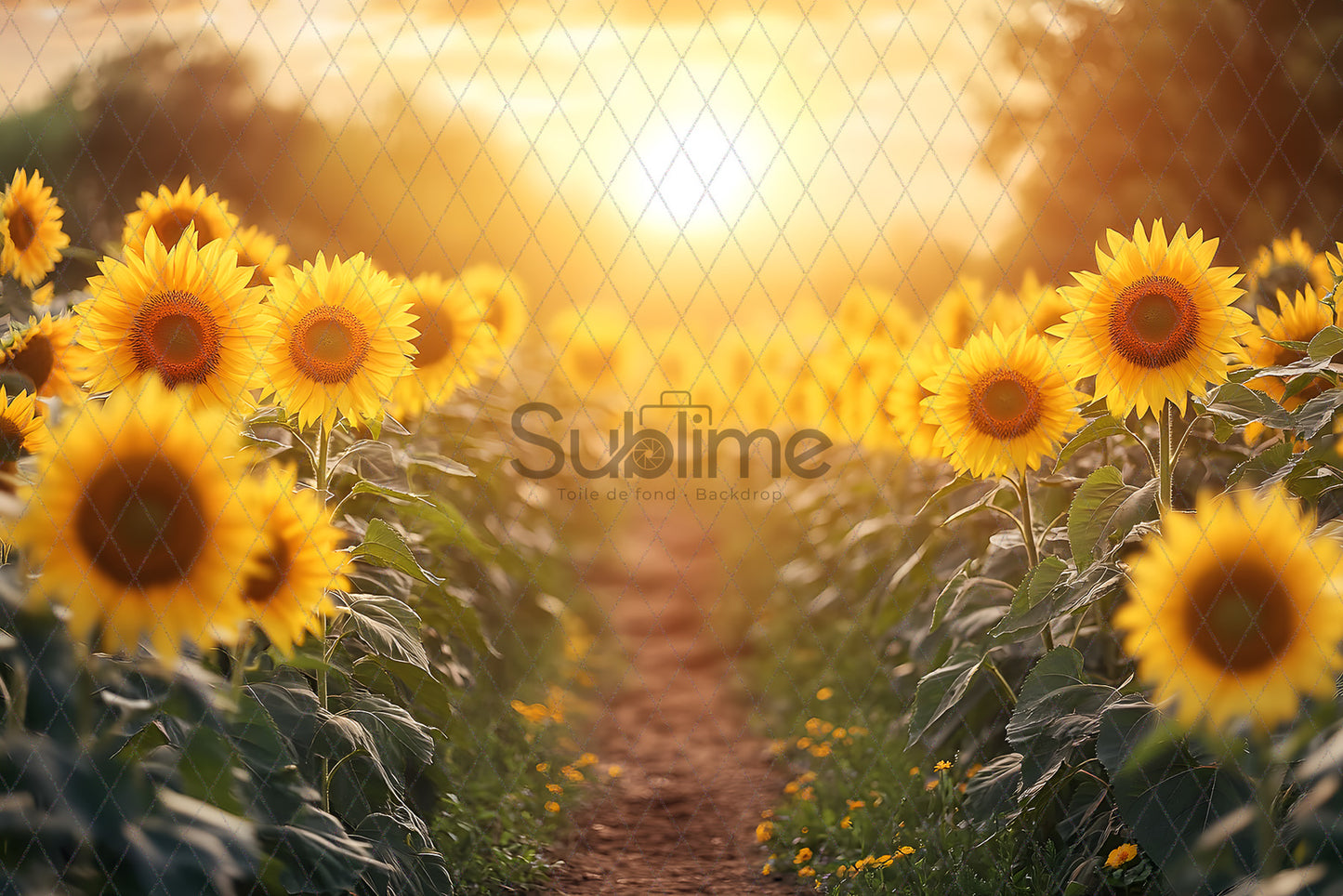 Sunflower-5