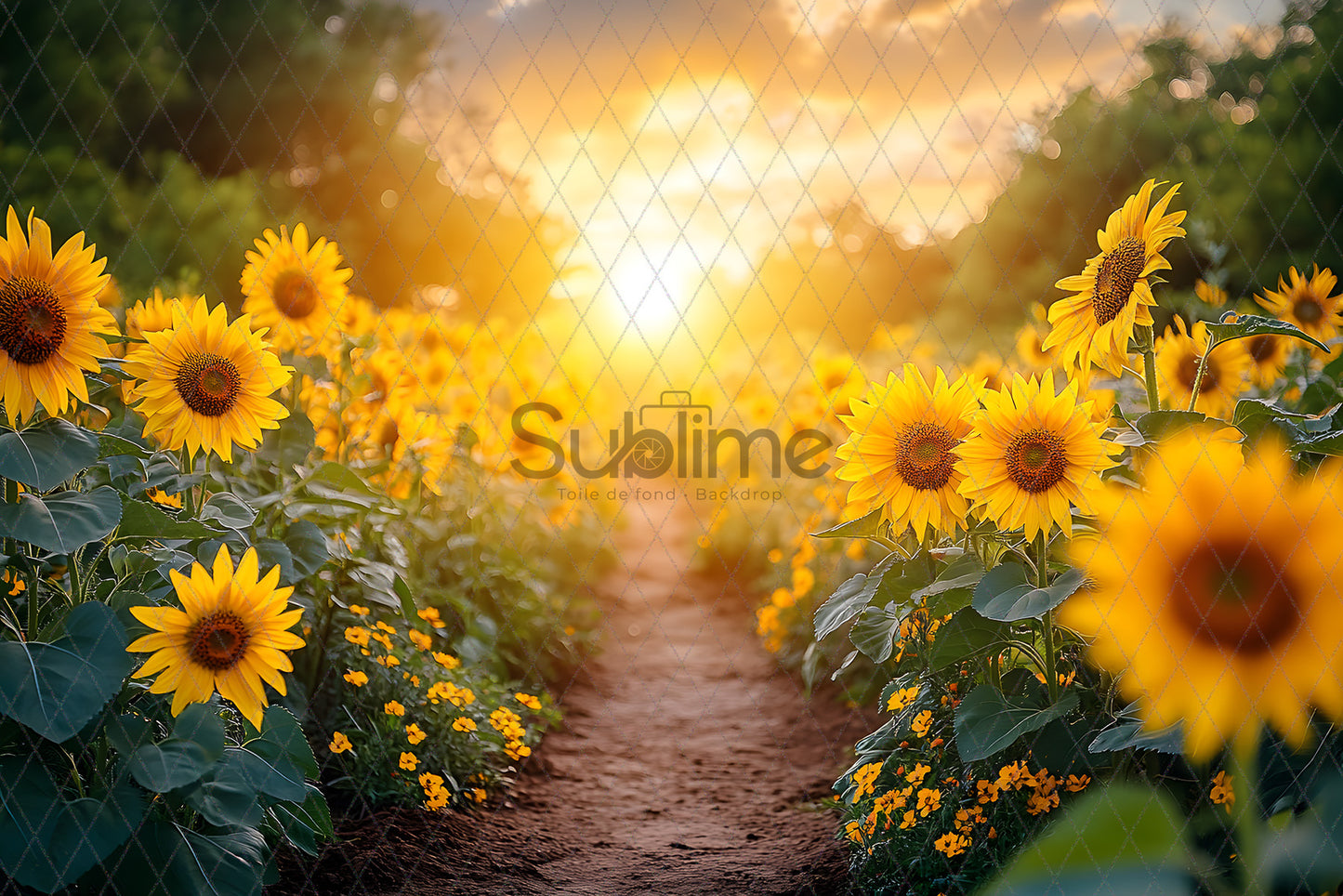 Sunflower-4