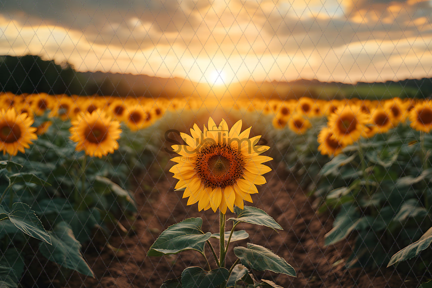 Sunflower-1